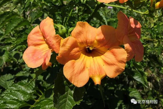 凌霄花，原来凌霄花是植物界的“性格多面手”（凌霄花花期多久一年开几次花）