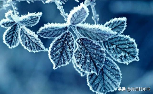 描写霜降的诗词 古诗词十五首，描写霜降的诗词（有关霜降古诗词9首）