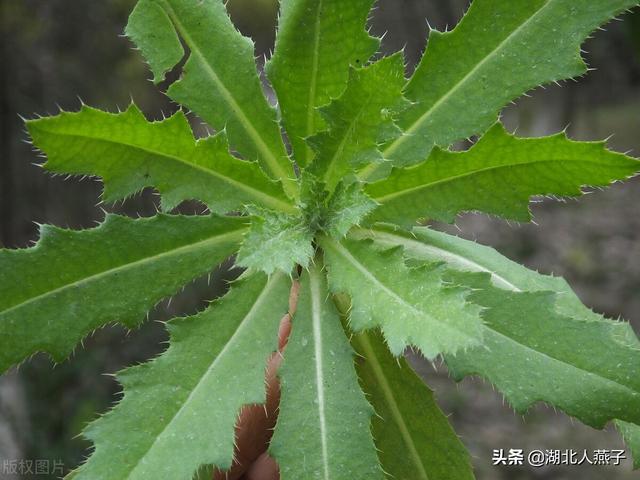 野菜种类有什么，野菜的种类和图片大全（你想要的野菜这里都有）