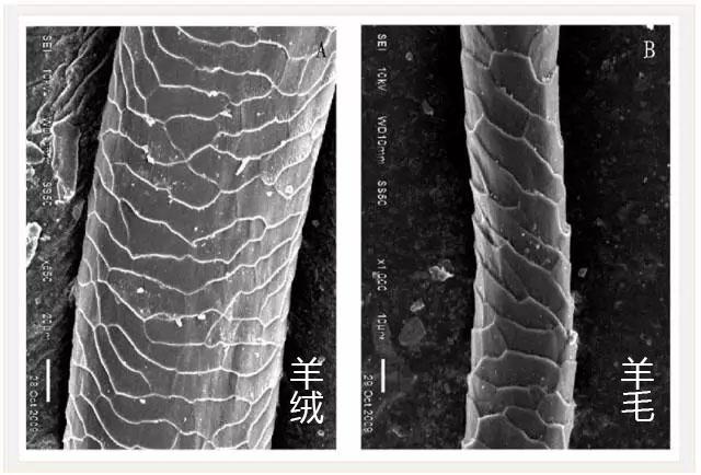 羊绒面料知识，双面羊绒布料（关于羊绒你知多少）