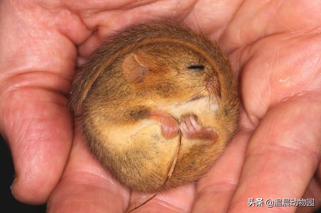 鳥是恆溫動物嗎(動物冬眠就是簡單的冬天睡覺)