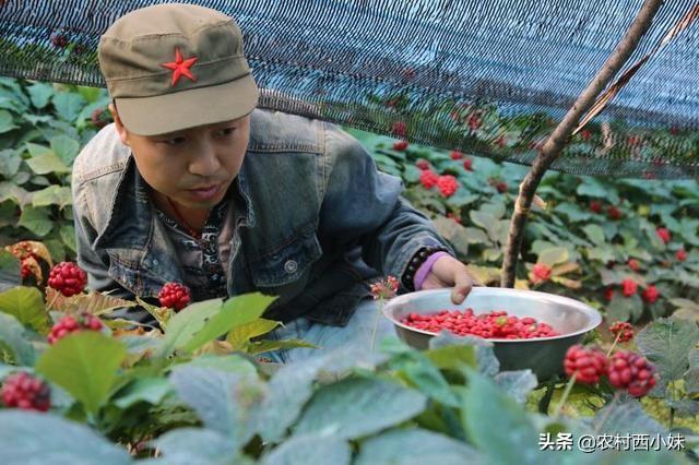 人参种子怎么种植，人参怎么种植方法（人参种子要怎么催芽）