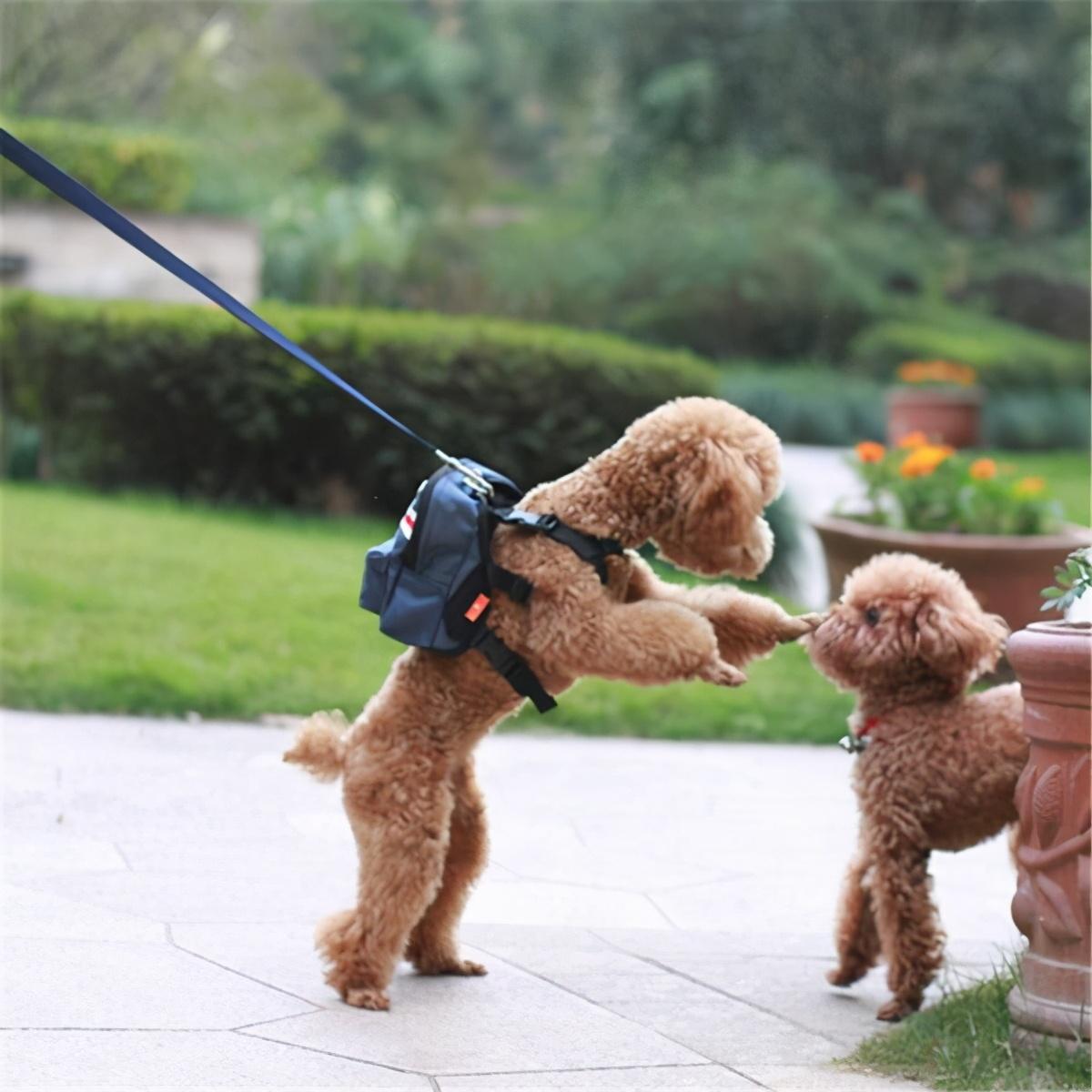 泰迪狗5个月是是小型犬吗，五个月的小泰迪（你家泰迪相当于人类几岁）