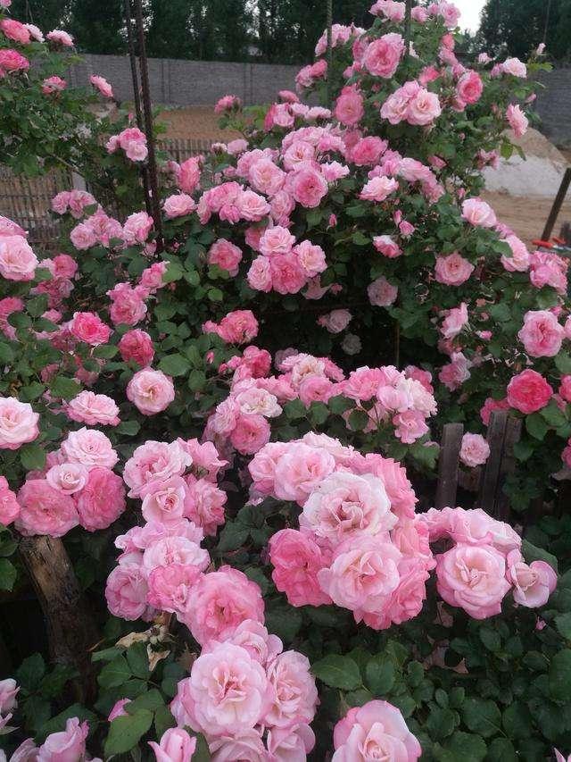 名贵月季十大品种，最稀有的月季花品种（我心目中最值得栽种的10种藤本月季）