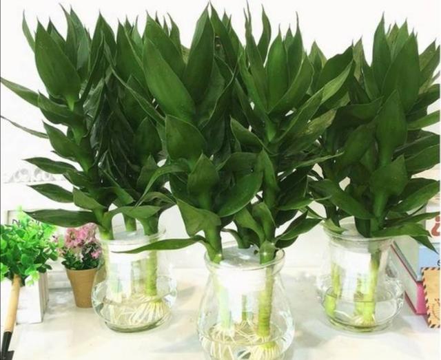 富贵竹水养技巧，富贵竹水养殖技巧（半个月长出大白根）