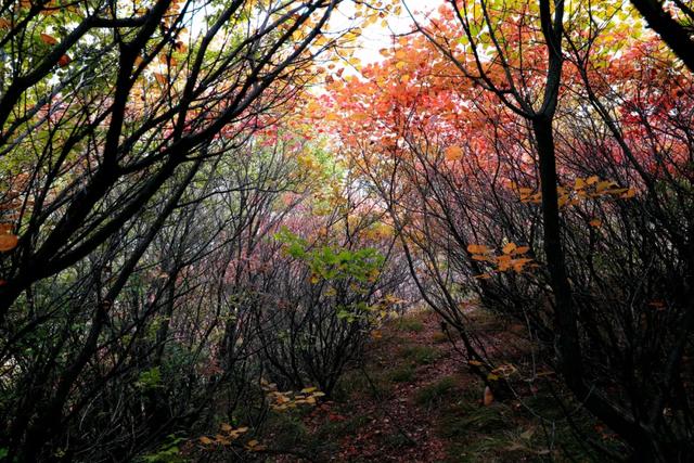 满山红叶似彩霞，阿宝歌曲大全（山东最全赏红叶地图来了）