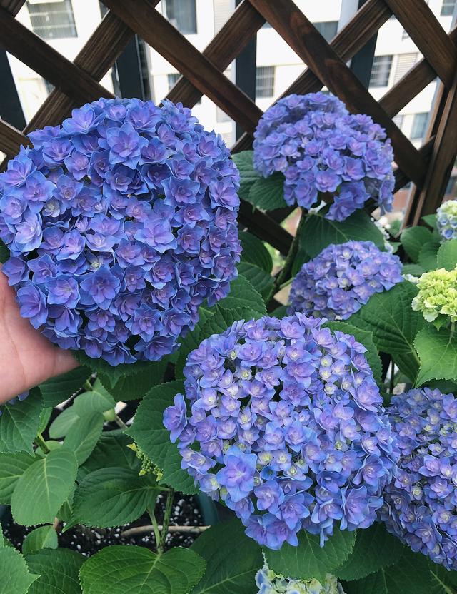 强酸有哪些，强酸和弱酸怎么区分（立变“酸性土”）