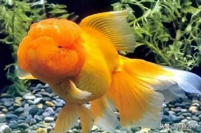 金鱼都有什么品种，金鱼有多少种品种（高颜值金鱼，养金鱼就选这些）