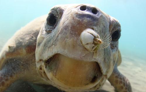 藤壶长在鲸鱼身上疼吗，藤壶在鲸鱼身上疼吗（看看海龟、鲸和船舶的下场就懂了）