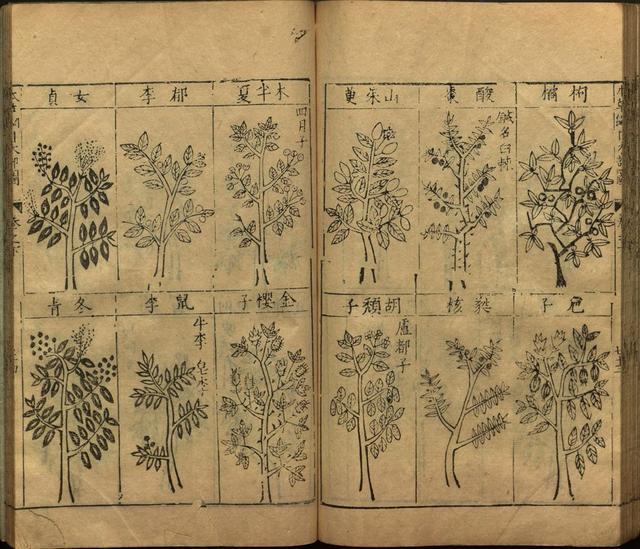 本草纲目全书带图，李时珍本草纲目全书（李时珍著《本草纲目》附图卷）