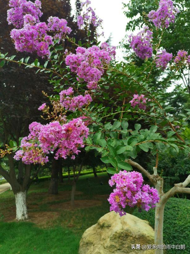 紫薇花花语代表什么，紫薇花花花语（紫薇花——来自1380年前的问候）