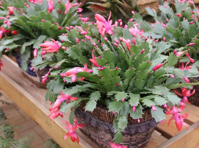 蟹爪兰的养殖方法，蟹爪兰的养殖方法和注意事项有哪些（蟹爪兰一次能开上百朵）