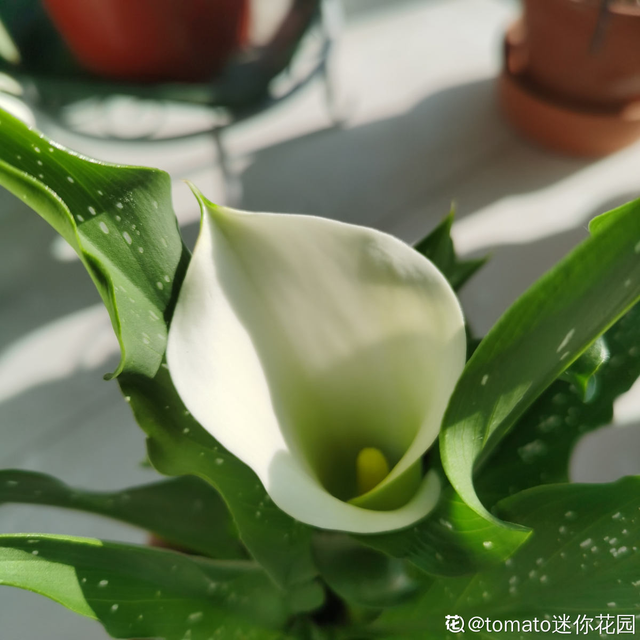 马蹄花的花语，白马蹄花花语（你的幸运花是哪种）