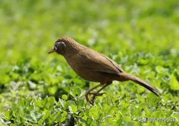 什么是农转用指标农保调整，农转用指标是什么意思（画眉鸟比较常见的几种病症介绍及治疗方式）