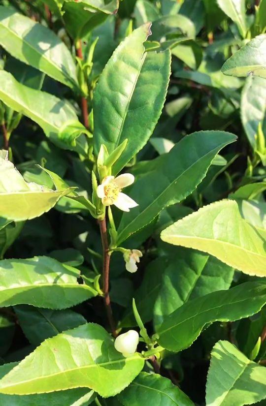 成语茶饭是什么成语，有关茶饭的成语（茶的成语妙用）