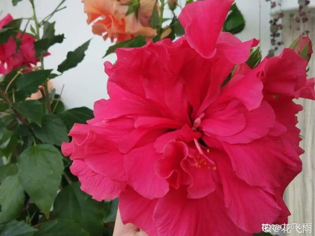 生僻唯美的花名，生僻唯美的花名四字（6种小众花）