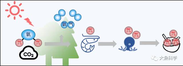 人喝了重水会怎么样,超重水能喝吗(酒肉“氚”常过) 人喝了重水会怎么样,超重水能喝吗(酒肉“氚”常过)