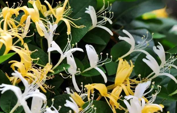 花的由来，玫瑰花的由来（花的名字是怎么来的）