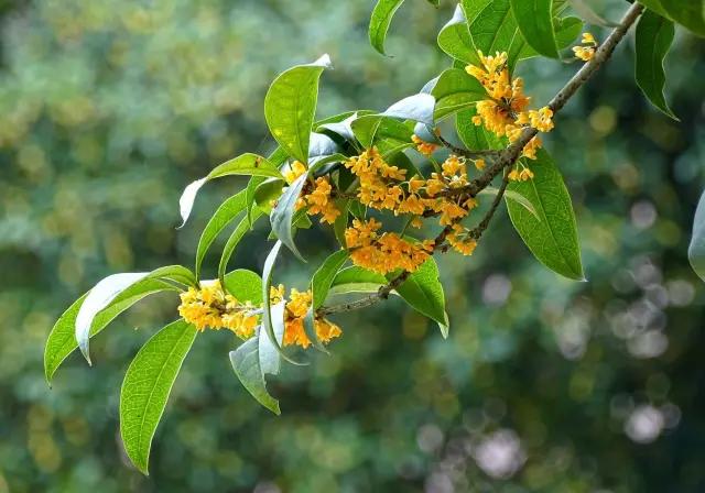 城市的市花有哪些花，关于全国各城市市花及意义