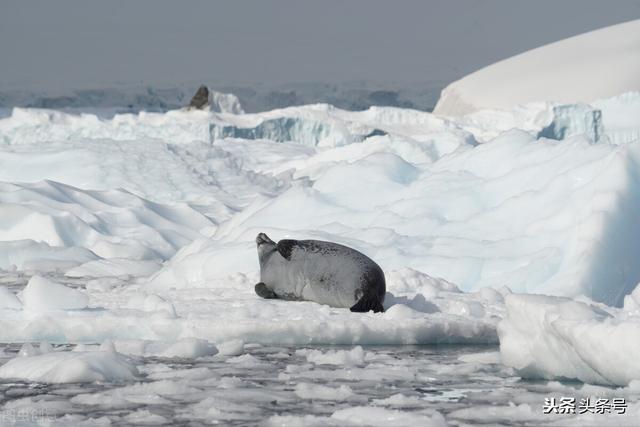 南极最低温度是多少最热多少啊，南极最高温度是多少（最低温度达到惊人的-89.2℃）