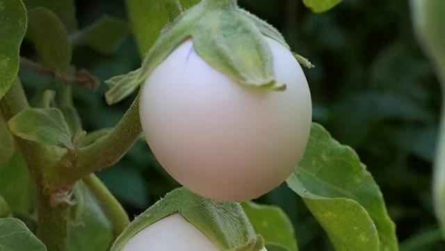 鱼鳞茄子做法，茄子鱼的做法（茄子的五种烹饪方法）