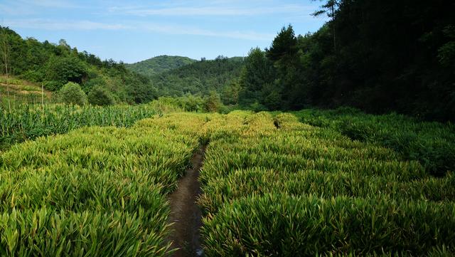 洋荷姜什么人不能吃，洋荷姜什么人不能吃呢（湖北十堰特色蔬菜阳荷姜）