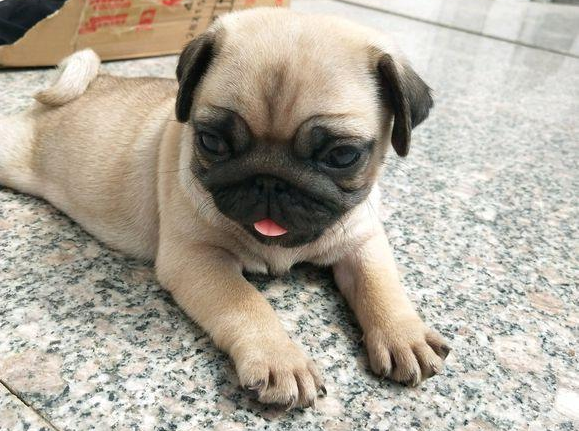 八哥犬有几种，八哥有几种（这6种巴哥犬不要买）