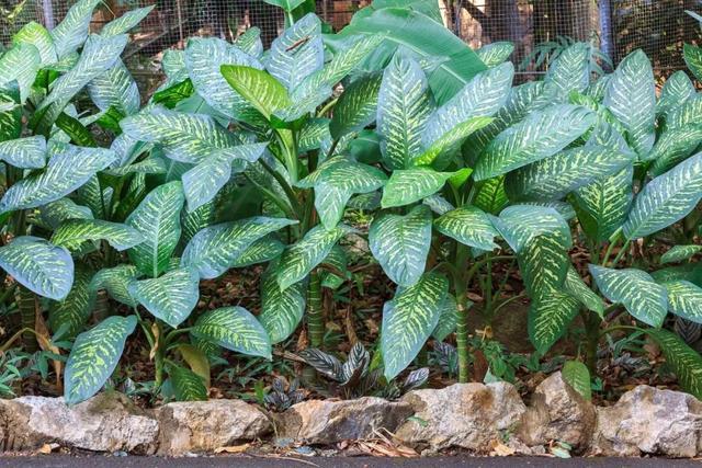 万年青有毒吗，在室内养万年青盆栽的6大好处（虎眼万年青有毒吗）