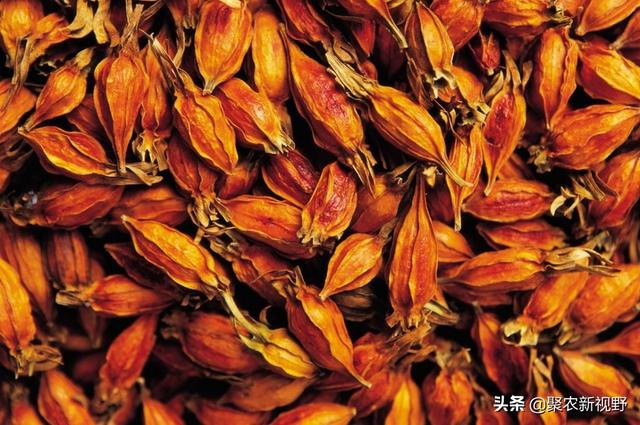 黄栀子的功效和作用，黄栀子：纯天然的食物染色剂