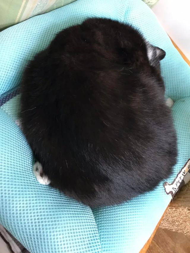 可爱表情包.抱我的小猫腿舔我的jio，微信头像，可爱表情包.抱我的小猫腿舔我的jio（却把评论区逼成了恋jio癖哈哈哈）