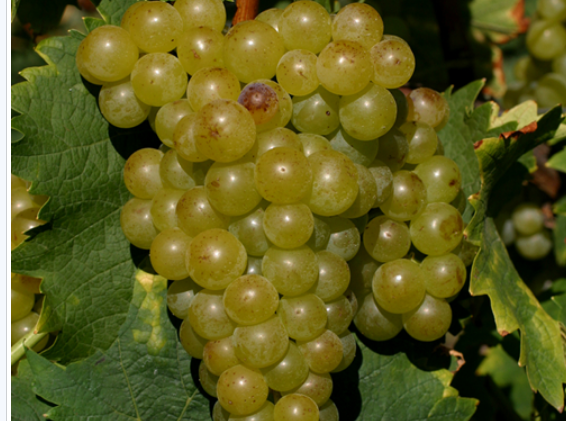 白麝香是什么味道，麝香是从哪里来的（麝香家族知多少）