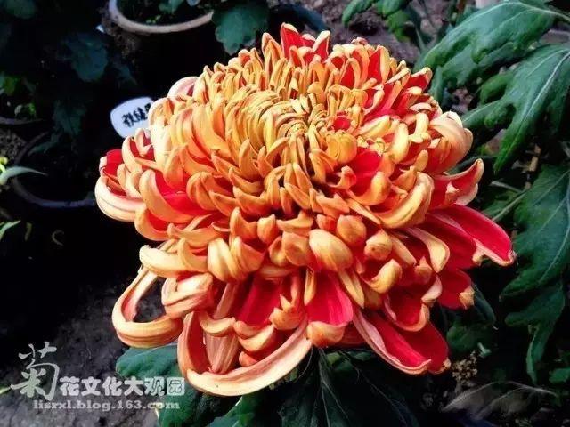 世界最美菊花80种太美了，金秋十月赏菊花——世界最美菊花80种送给您