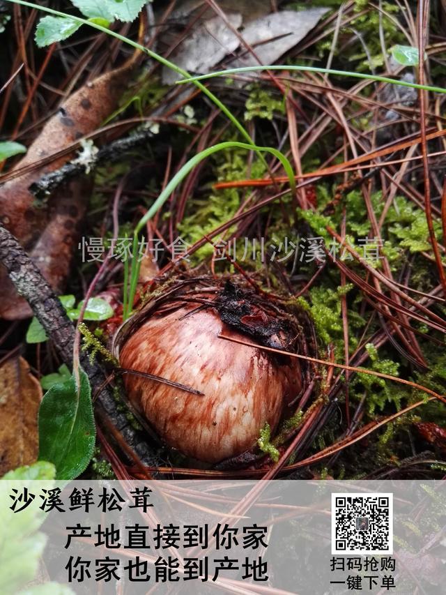 松茸菇的功效与作用，松茸菇（松茸——秋冬进补最好的野生菌）