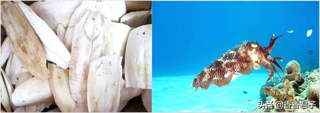 龙涎香怎么鉴别，龙涏香（排泄物却成了神秘而又昂贵的香料——龙涎香）