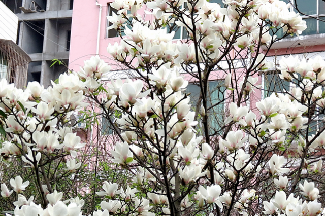 盆栽白玉花怎么养,盆栽白玉兰花的养殖方法(叶片四季常绿,开花讨喜)