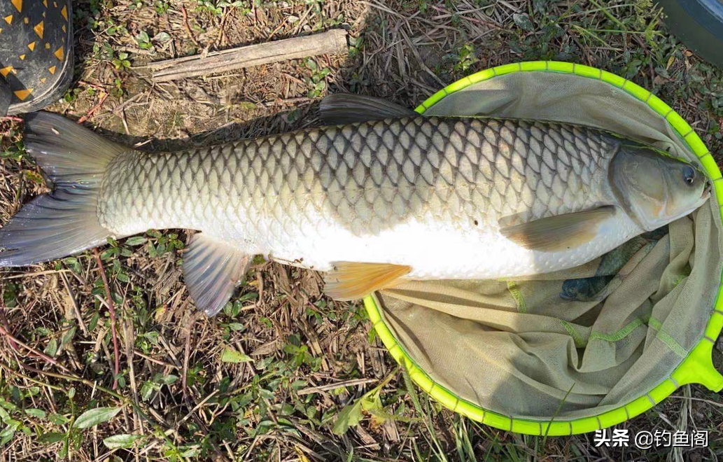 黑坑钓草鱼用什么饵最好(麸皮白面配玉米) - 去钓鱼