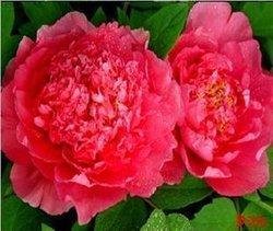 牡丹是什么意思，凤穿牡丹是什么意思（现在是牡丹盛开时节）