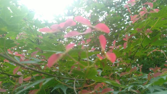 鸡爪槭，鸡爪槭果实长上翅膀（鸡爪槭树价格）