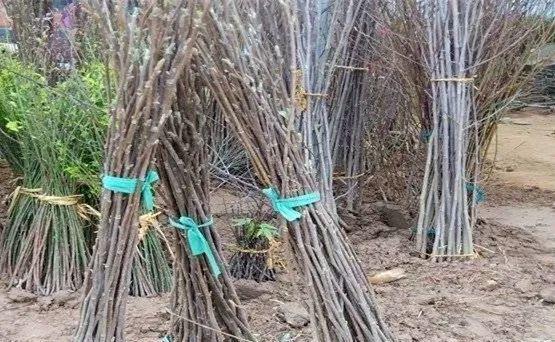 为什么10楼风水最好，风水最旺的房子10楼（家门口种棵“吉祥花”）