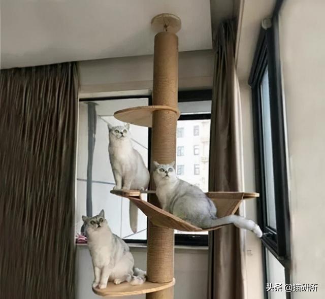 怎么防止猫咪抓沙发，怎么防止猫咪抓沙发跑（终于找到让猫咪不挠沙发的办法了）