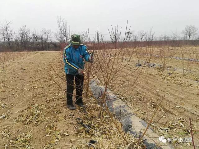  桃树冬剪长枝修剪技术，桃树长得好，冬季管理少不了 