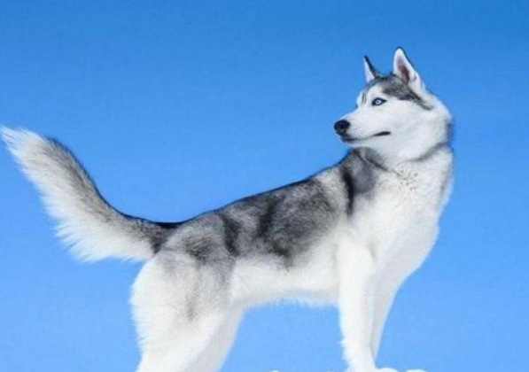 阿拉斯加犬和哈士奇，阿拉斯加犬和哈士奇的区别（为什么劝你养“哈士奇”）