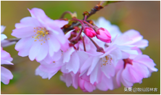 中国樱花有几个品种，中国樱花树品种（这81种樱花）