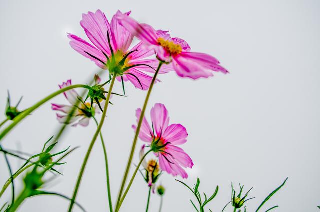 余生是什么意思，听闻余生是什么意思（有一种夫妻，叫余生）