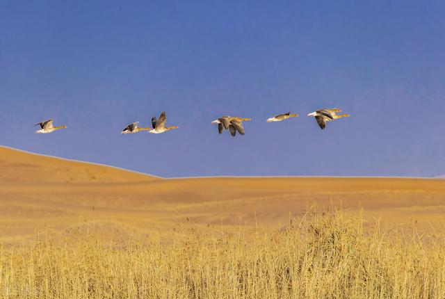 秋风引古诗的意思，秋风引古诗的意思翻译（阿皮读古诗）