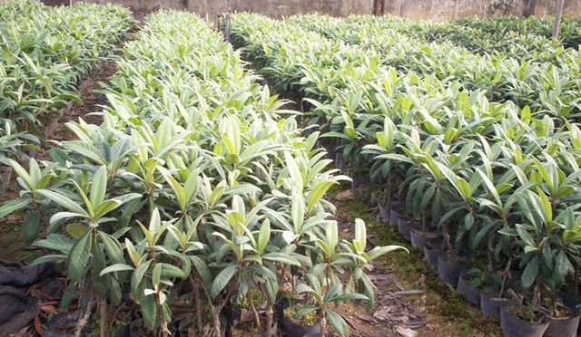 枇杷种子怎么育苗，枇杷树育苗的方式（合理采集技术是基础）