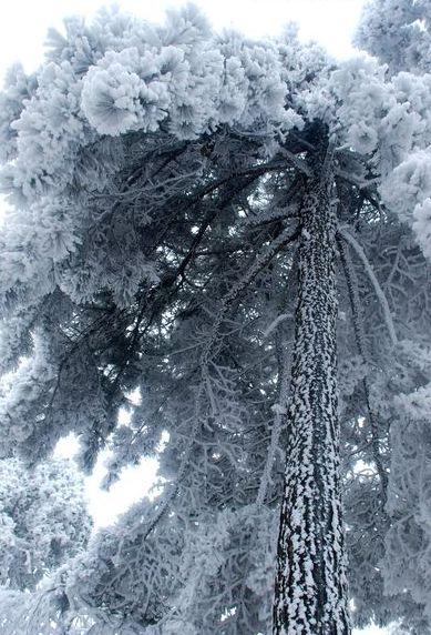 松的诗句，梅的诗句有哪些（待到雪化时—那些关于松与雪的诗词）