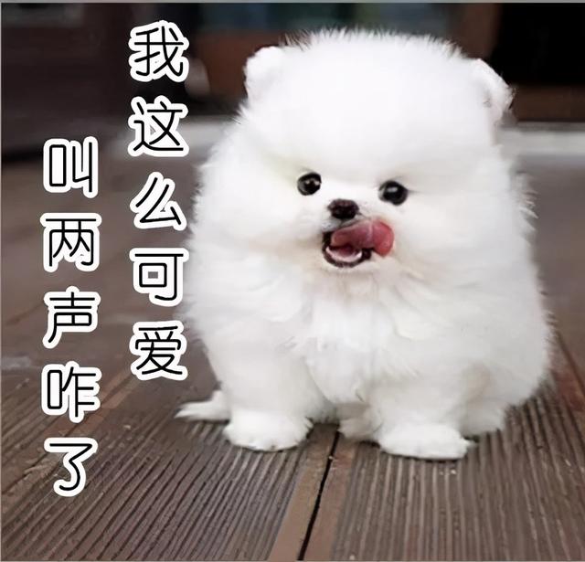 不爱叫的小型犬，不爱叫且不易掉毛的小型犬（话少不爱叫、吃得还少的6种“小型犬”）