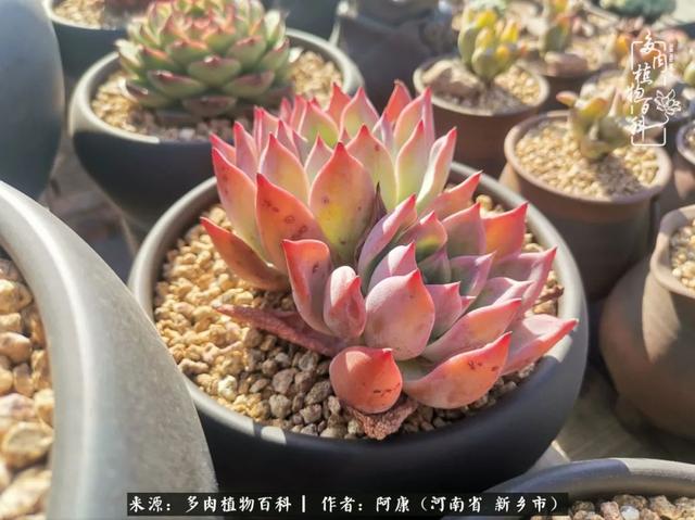 2021九·一八事变是多少周年，2021年是九一八事变的几周年（献给2021最好的春天）