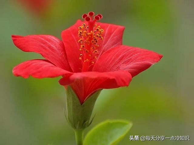 如何区分农眼树和荔枝树，龙眼树和荔枝树的区别（10个茂名冷知识）